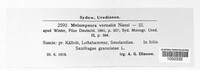 Melampsora vernalis image